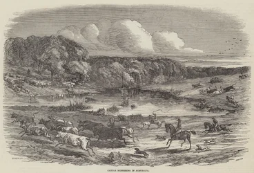 Cattle Mustering in Australia
